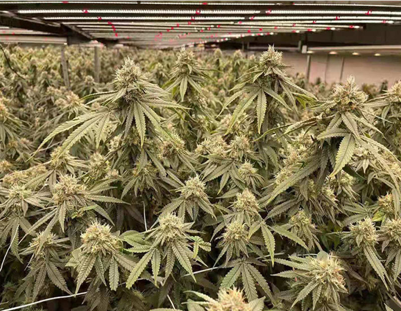 细节5.jpg